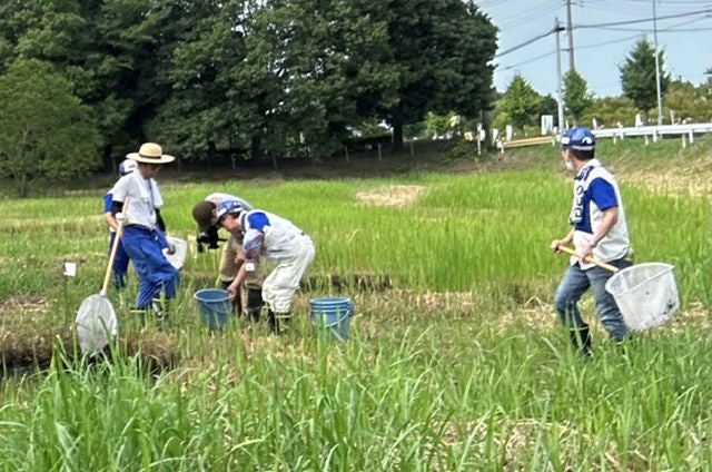 Efforts to remove tadpoles of American 　bullfrogs, which eat the waterwheel plant (Saitama)