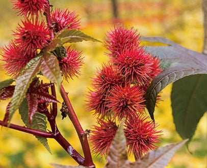 Castor bean materials