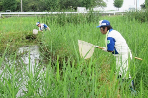 Efforts to remove tadpoles of American 　bullfrogs, which eat the waterwheel plant (Saitama)