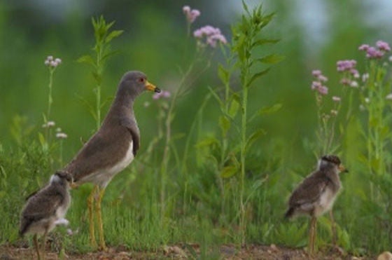 [日本・福島県] NSK福島工場：野鳥 ケリ